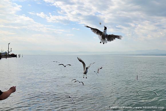 Möwen werden im Hafen gefüttert, Meersburg am Bodensee, Baden-Württemberg, Deutschland, Europa - Seagulls being fed in the harbour, Meersburg on Lake Constance, Baden-Wuerttemberg, Germany, Europe
