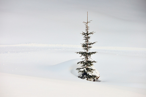 Solitary fir tree in winter with lots of snow minimalist image