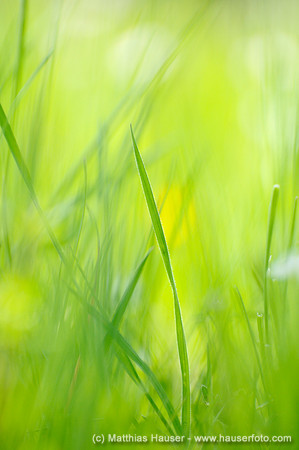 Grashalme auf einer Frühlingswiese - Grass stalks on a spring meadow