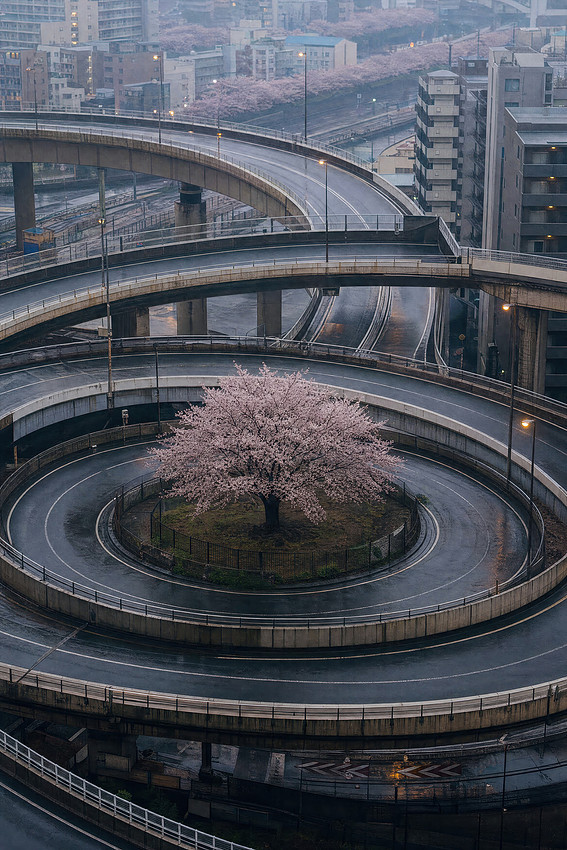 Cherry tree on urban Japanese Highway surreal mood