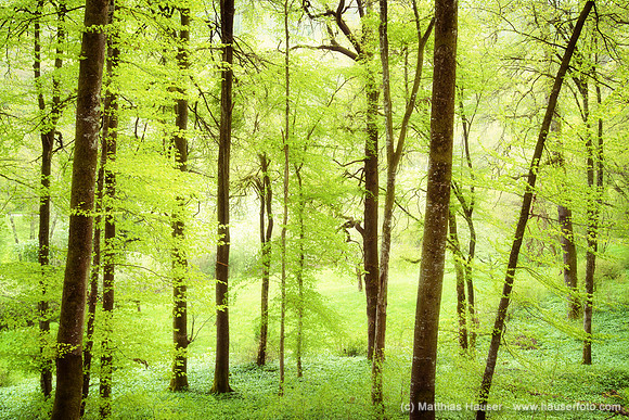 Waldstück bei Bebenhausen im Frühling, helles Grün und wundervolles Licht