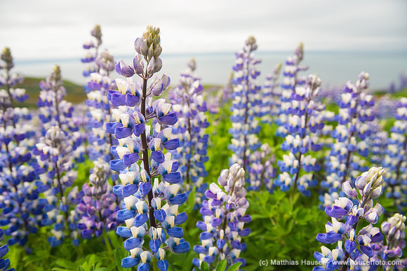 Iceland