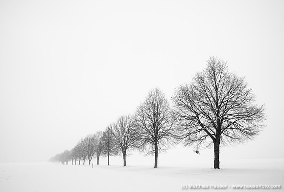 Bebenhäuser Allee im Winter, Naturpark Schönbuch