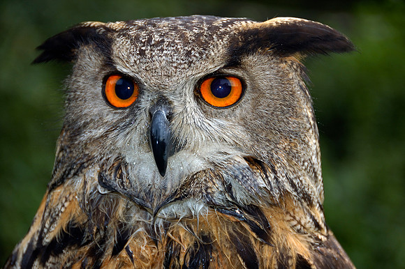 Uhu Porträt - Eagle owl Bubo bubo portrait
