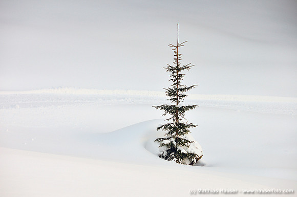 Eingeschneite Tanne - Fir tree in winter