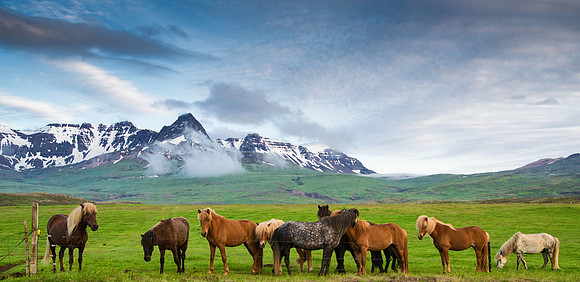 Iceland horses in icelandic mountain landscape by Matthias Hauser hauserfoto.com