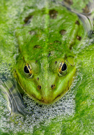 Frosch im Wasser, Teichfrosch (Rana kl. esculenta, Pelophylax kl. esculentus)Green Frog (Rana kl. esculenta, Pelophylax kl. esculentus), sitting in water