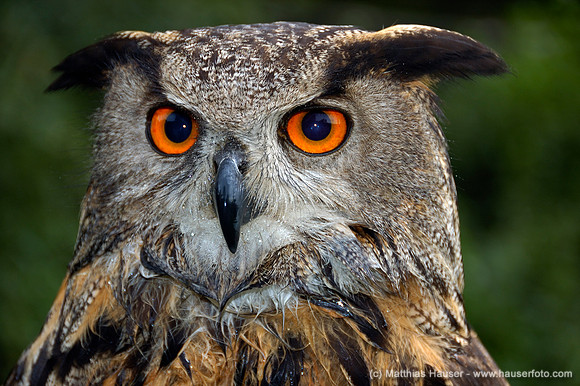 Uhu Bubo bubo Porträt - Eagle owl Bubo bubo portrait