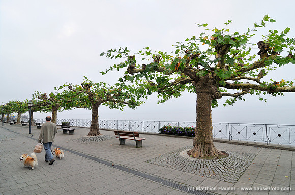 Seepromenade am frühen Morgen, Meersburg am Bodensee, Baden-Württemberg, Deutschland, Europa - Promenade in the early morning, Meersburg on Lake Constance, Baden-Wuerttemberg, Germany, Europe