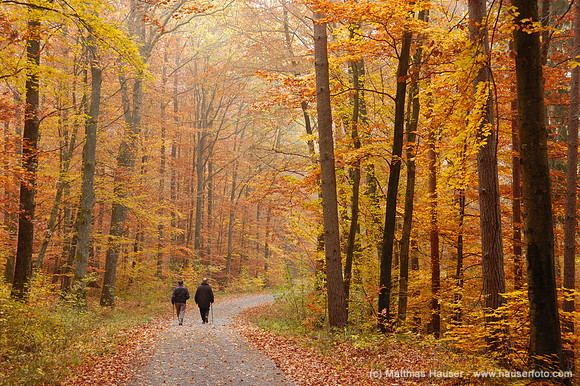 Spaziergänger im herbstlichen Naturpark Schönbuch, Baden-Württemberg, Deutschland - Forest in autumn, natural park Schoenbuch, Baden-Wuerttemberg, Germany