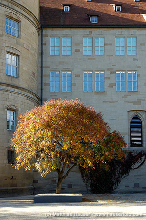 Herbstlicher Baum vor dem alten Schloss, Stuttgart, Baden-Württemberg, Deutschland | Autumn tree in front of the old castle, Stuttgart, Bade-Wuerttemberg, Germany