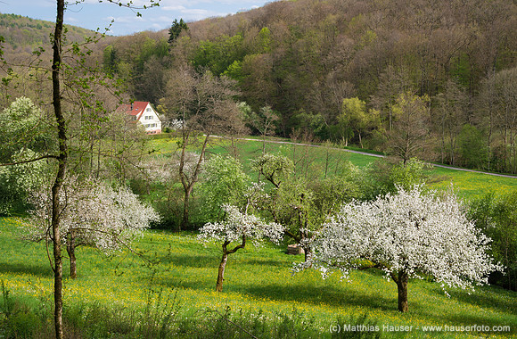 Blühende Apfelbäume im Frühling
