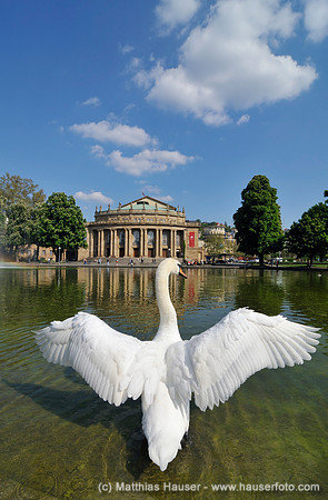 Ein Schwan breitet seine Flügel aus, hinten das Staatstheater, Großes Haus, Stuttgart, Baden-Württemberg, Deutschland, Europa - Swan spreading its wings, the Staatstheater or State Theatre at back, Gr