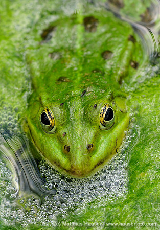 Frosch im Wasser, Teichfrosch (Rana kl. esculenta, Pelophylax kl. esculentus)Green Frog (Rana kl. esculenta, Pelophylax kl. esculentus), sitting in water