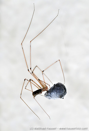 Zitterspinne (Pholcidae) nach dem Einwickeln einer Fliege mit SpinnfädenHouse Spider, Vibrating Spider (Pholcidae) wrapping a fly into its web