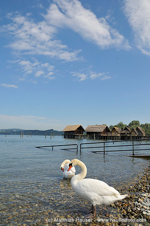Schwäne am Seeufer, hinten Pfahlbauten, Pfahlbau Museum, Uhldingen-Mühlhofen, Unteruhldingen, Bodensee, Baden-Württemberg, Deutschland, Europa - Swans on lake embankment, stilt houses in the back, sti