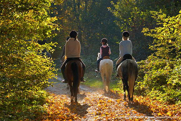 Reiter im Gegenlicht auf einem Waldweg im Herbst - Riders in the wood