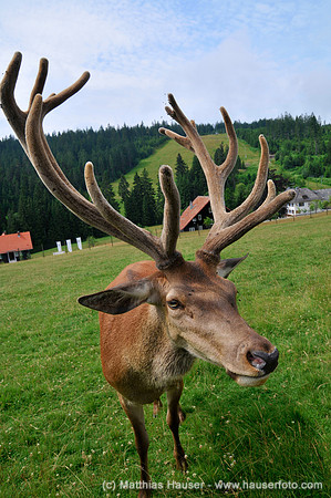 Männlicher Hirsch (Cervidae), hinten Infozentrum Kaltenbronn, Natur- und Waldschutzgebiet Kaltenbronn, Baden-Württemberg, Deutschland, Europa - Male Deer (Cervidae), in front of the Kaltenbronn inform