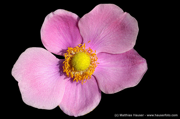 Anemone hupehensis Praecox - Herbstanemone - Anemone hupehensis Praecox