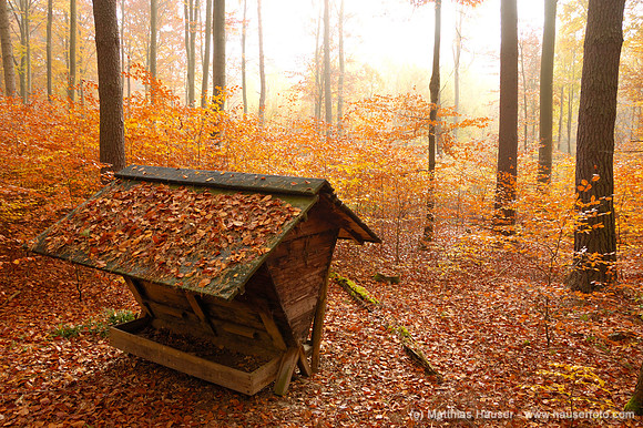 Futterkrippe im herbstlichen Wald, Naturpark Schönbuch, Baden-Württemberg, Deutschland - Feed rack in autunmal forest, natural park Schoenbuch, Baden-Wuerttemberg, Germany