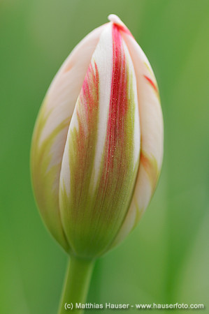 Tulpe (Tulipa) - Tulip (Tulipa)