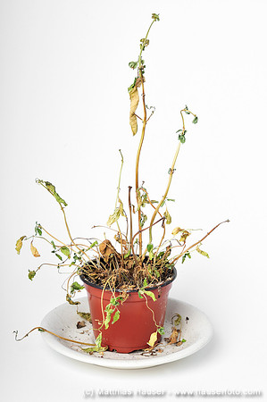 Pflanze, vertrocknet - Dried-up potted plant