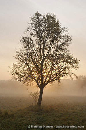 Baum im Naturpark Schönbuch bei Sonnenaufgang, Baden-Württemberg, Deutschland, Europa - Tree in Natural Park Schoenbuch at sunrise, Baden-Wuerttemberg, Germany, Europe